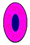 Mast Cell
